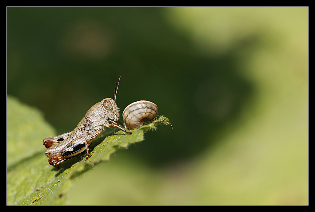 Oynar msn Benimle ?(5)