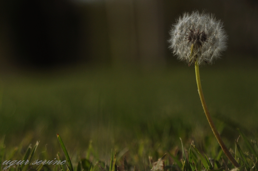 Galaxy Dandelion