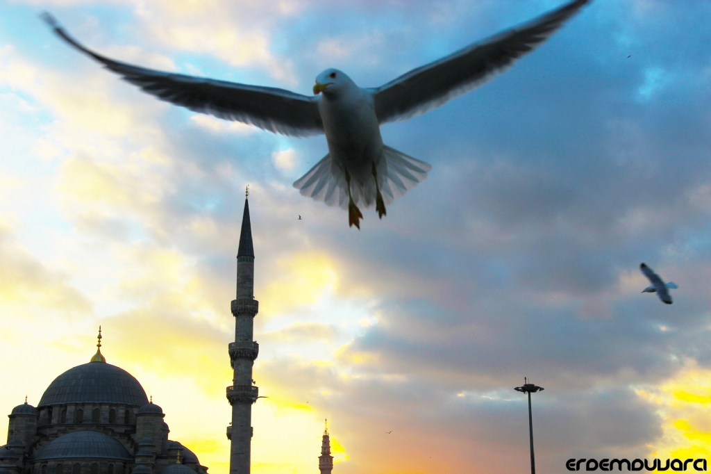 ...kanatlarmn altnda