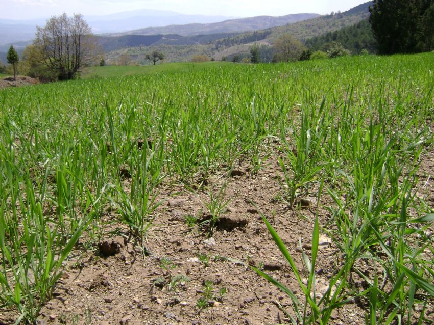 Biz ektik Allah ambarna....