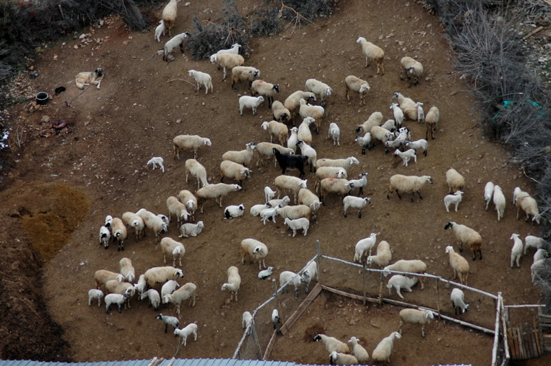 Tepeden koyun srs, Denizli Dodurga