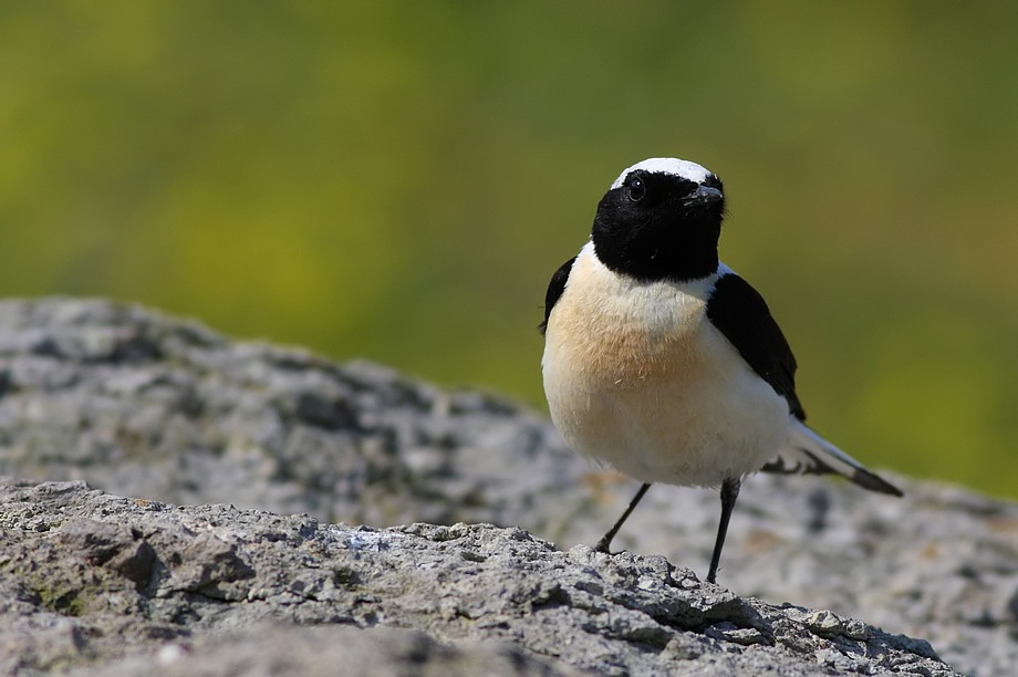 Karakulakl Kuyrukkakan