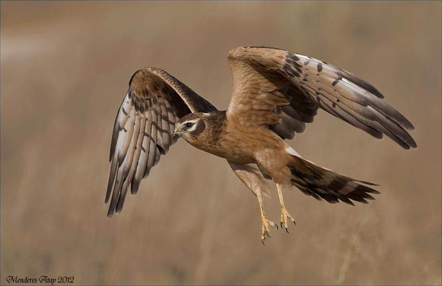 ayr delicesi Montagu's harrier / Circus pygargus