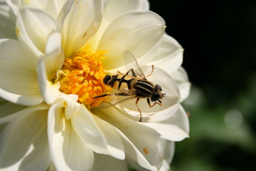  Ar�m bal�m �i�e�im....