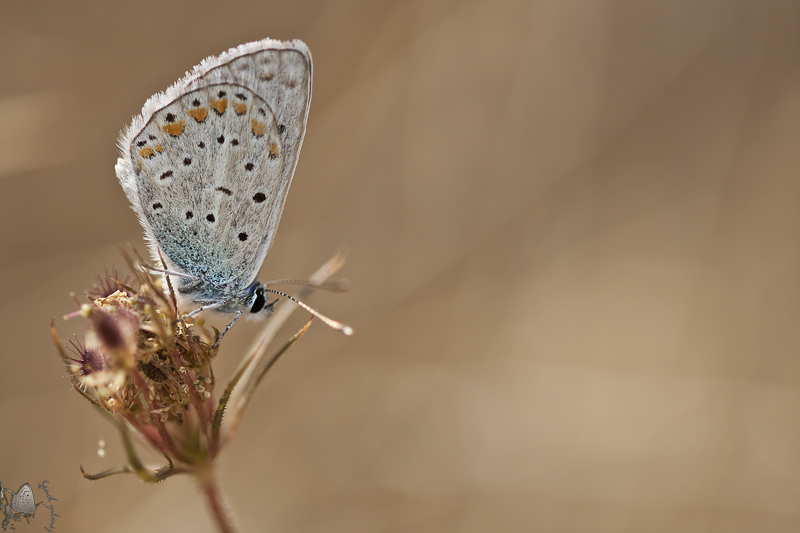 Rengarenk zamanlar 4