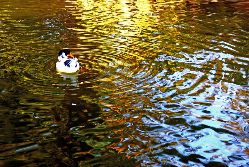 renk c�mb���