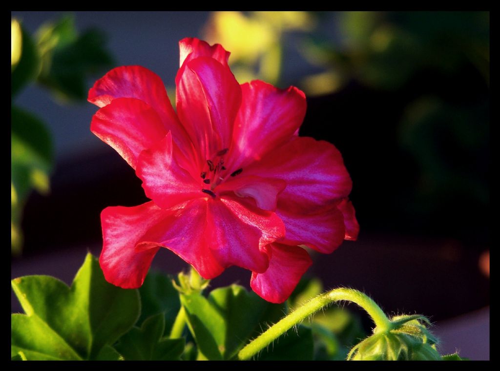 �i�ek Kokusu 2..