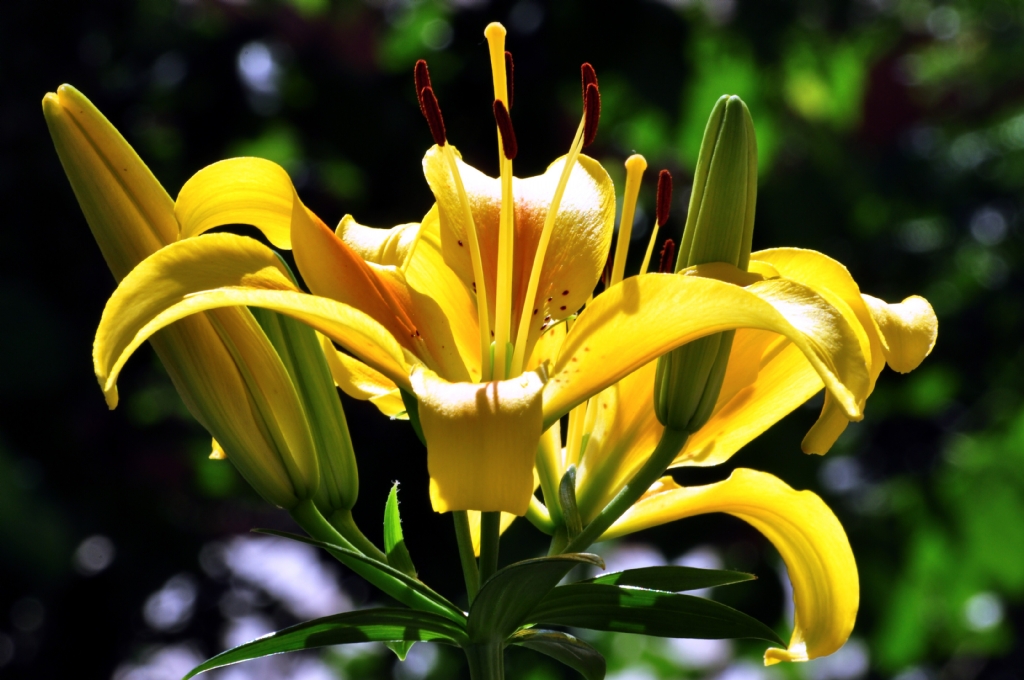 sar lilium