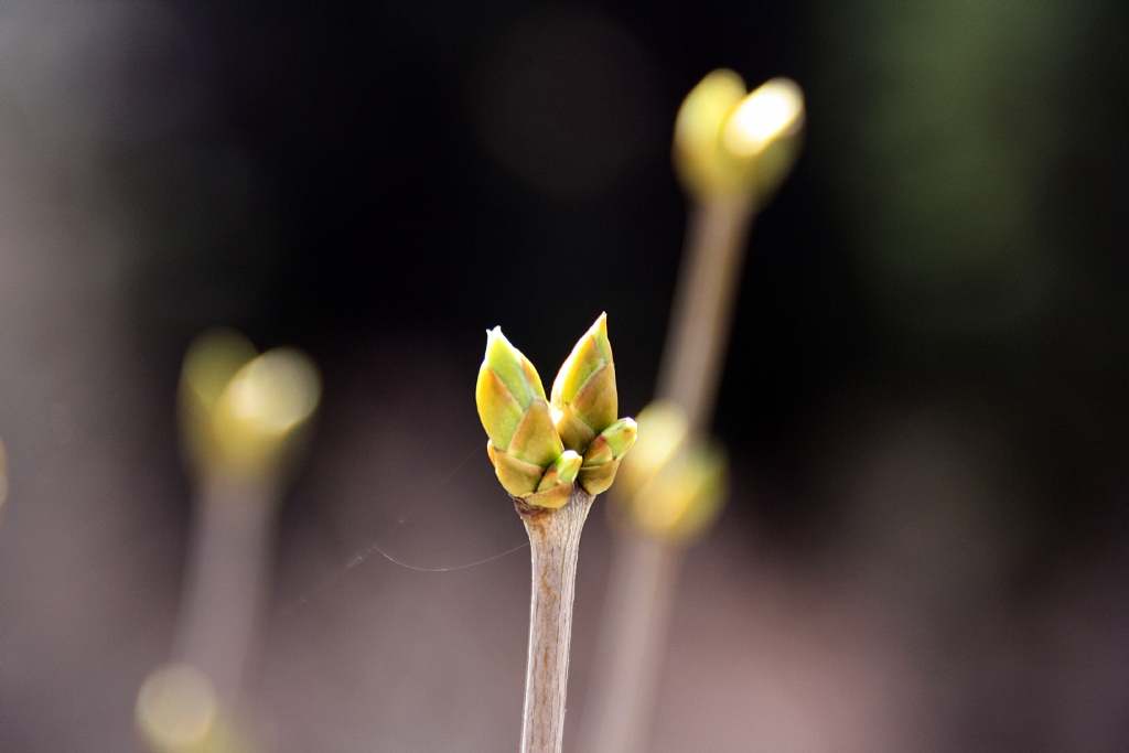 Seneye g�r���r�z.