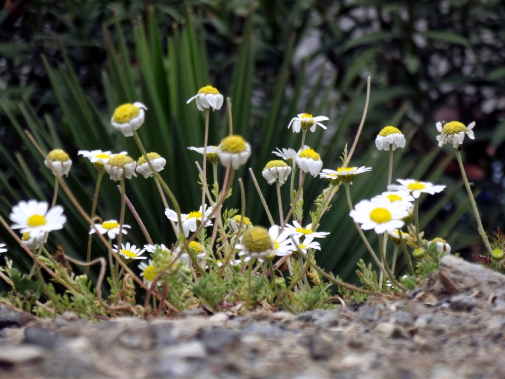 ilkbahar papatyalar...