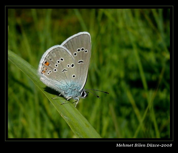 POLYOMMATUS SEM�ARGUS