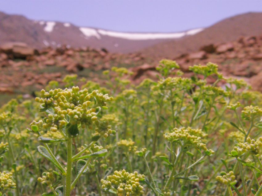 �i�ek ve karlar�n...