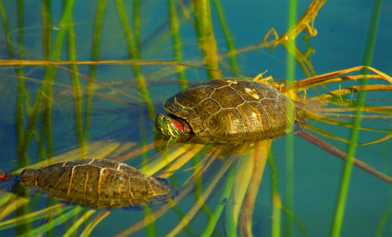 Grmezmsn zerim Bea :)