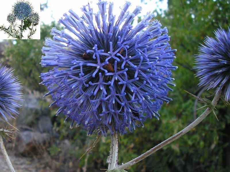 Echinops ritro (kre devedikeni)