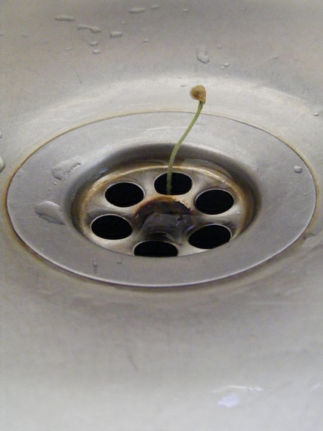 Life always find a way.