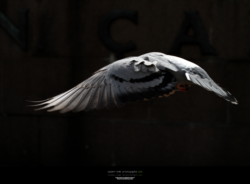 ... ::: Dans ::: ... 