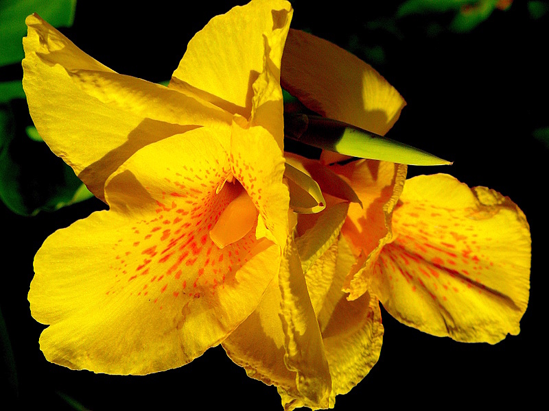 Mumcu'nun Zambaklar� 