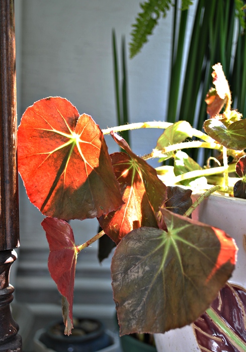 balkonuma bahar geldi