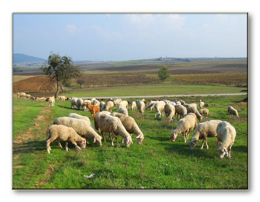 �obans�z S�r�