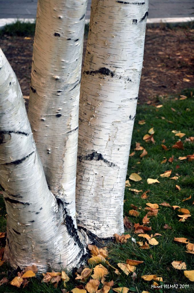 Ve Sonbahar Gelir...