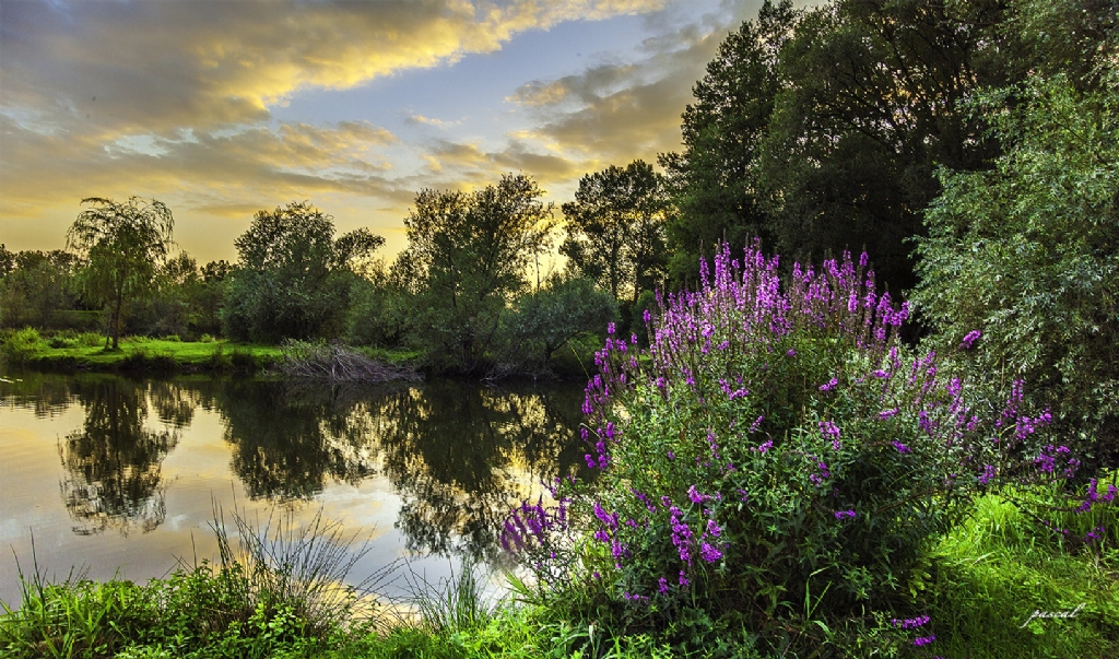 Etangs Andrezieux France