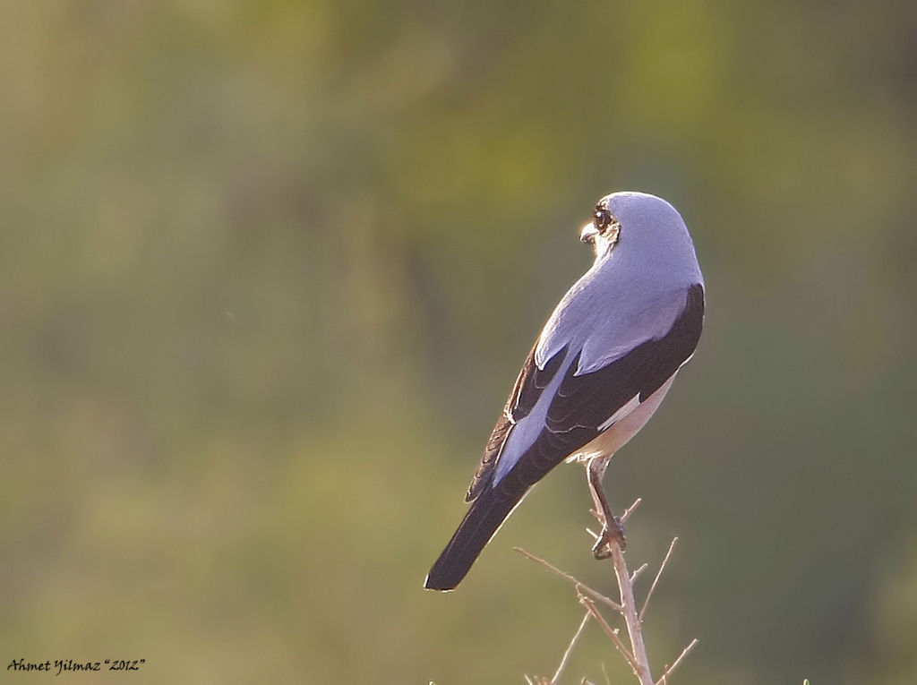 Kara alnl rmcek kusu