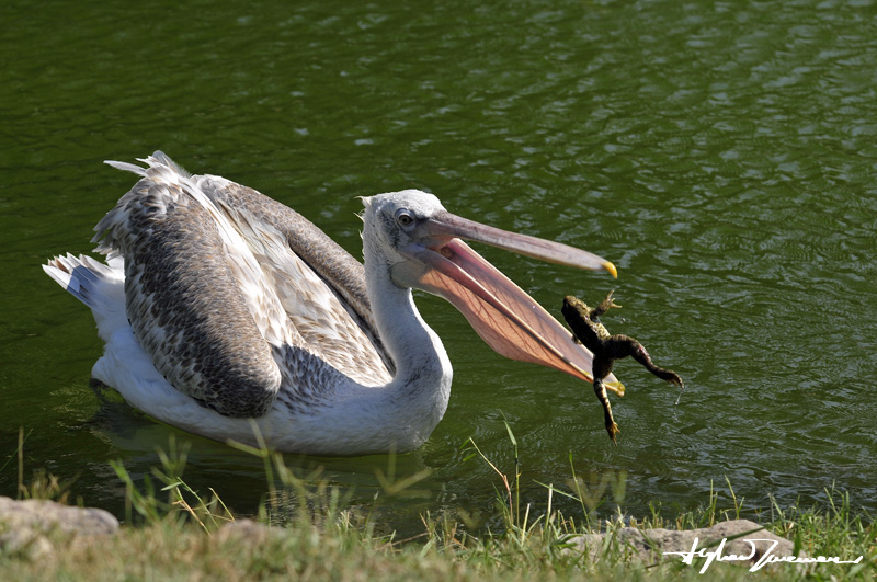 Kurba�a z�platma oyunu