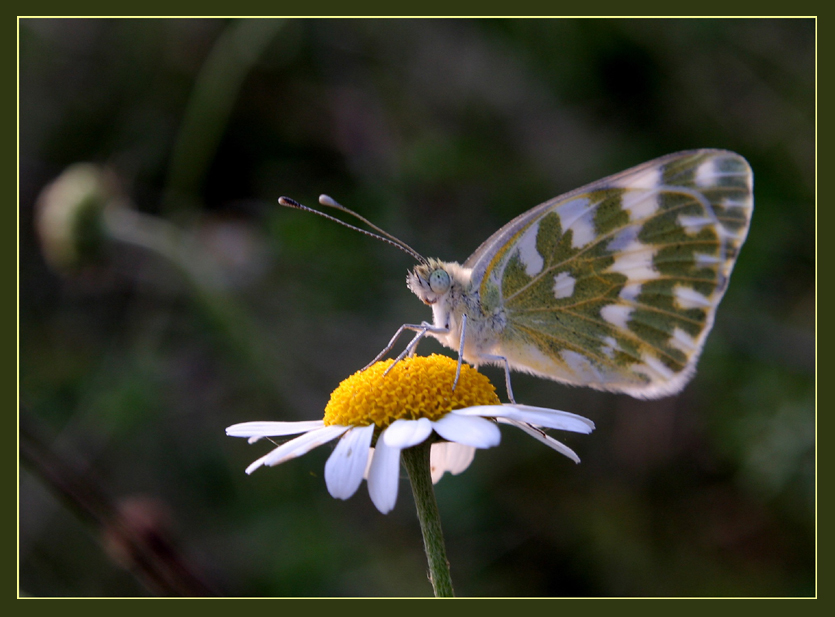 sade (ce ) kelebek...