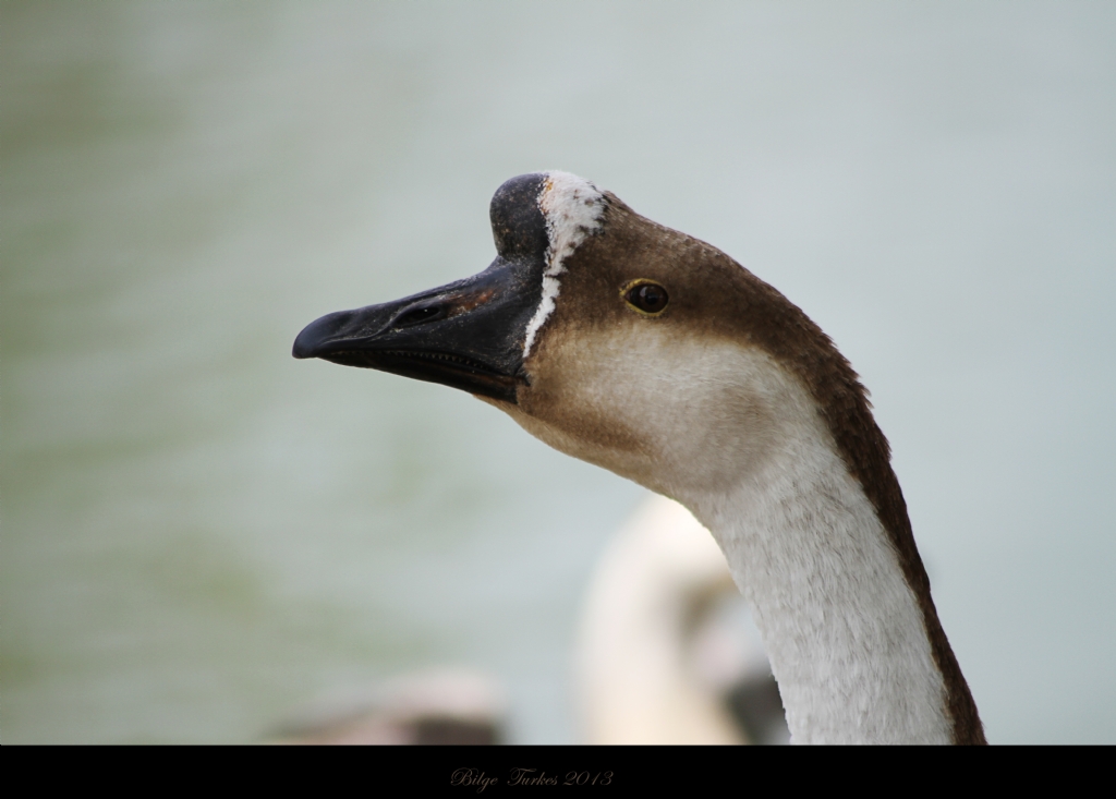 dogal yasam parkinda