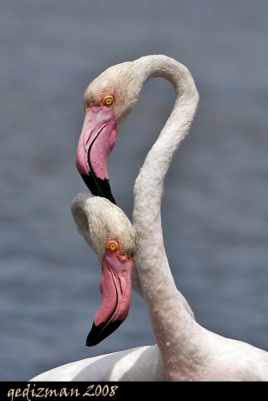 flamingo ak