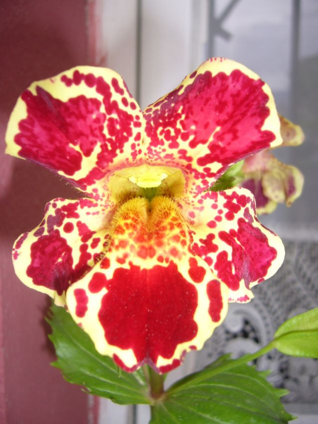 D�L ���E��