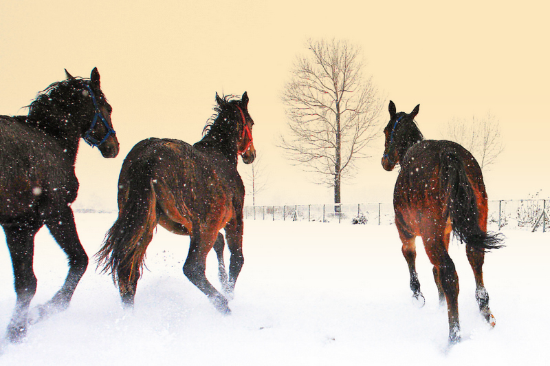 Eflatunca Dostumuz in...