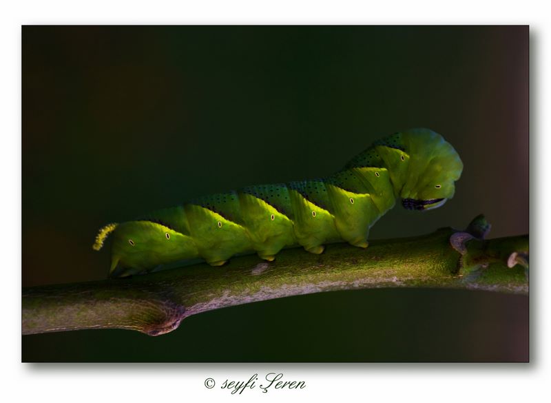 Uzun nce Bir Yoldaym...