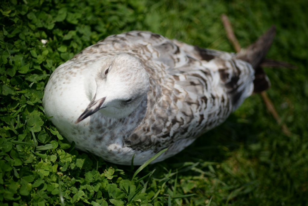 G�ne�lenen Mart�