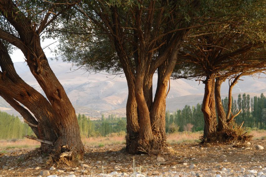sarca ayrndan toroslar
