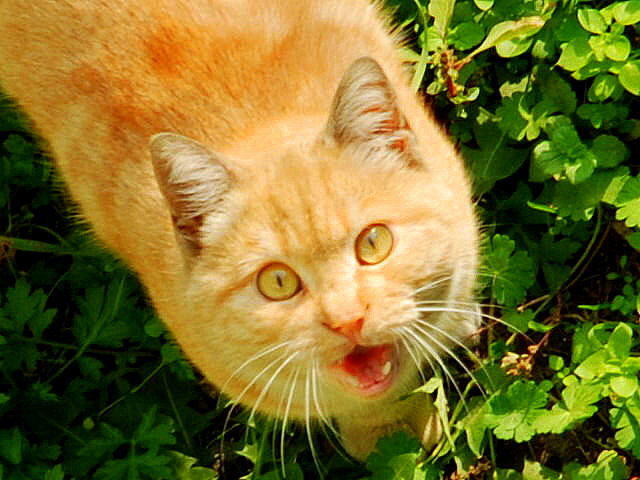 pamuk2 (k�kreyen kedi..)