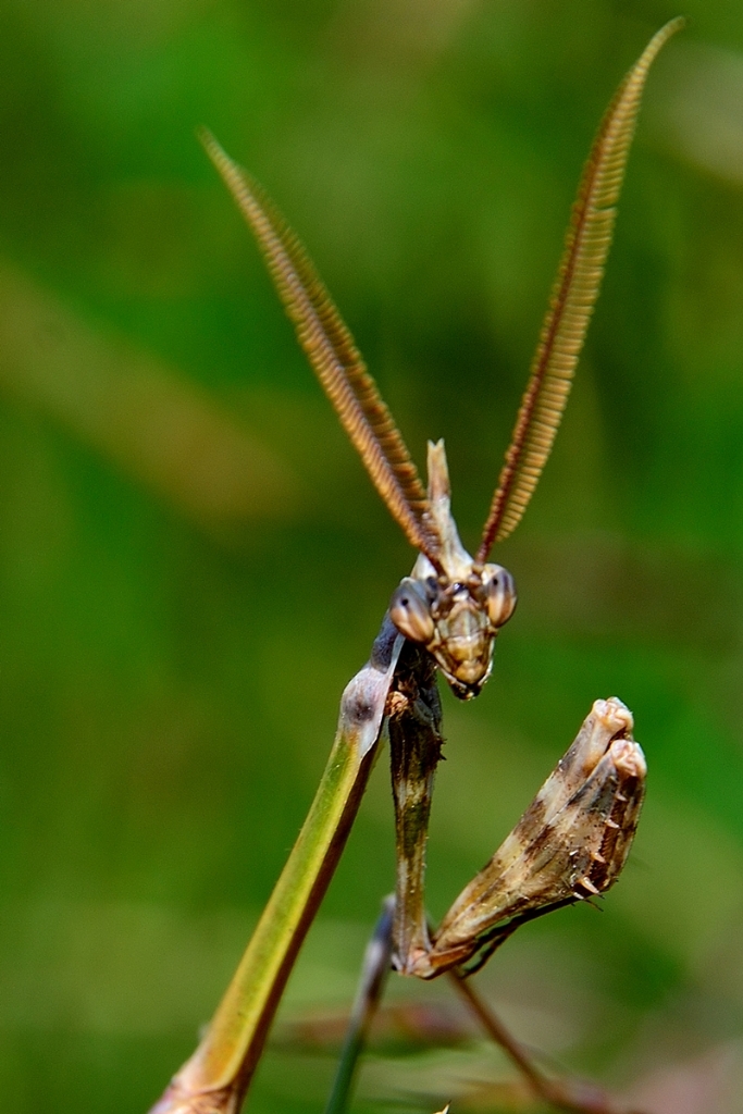 Mantis