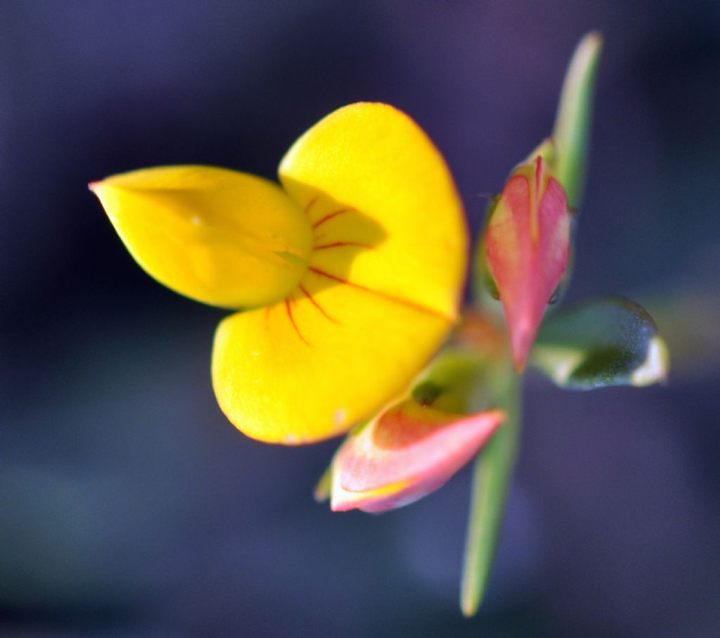 a�ustos s�ca��nda