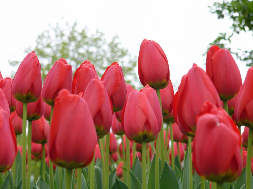 bir baskadir laleler