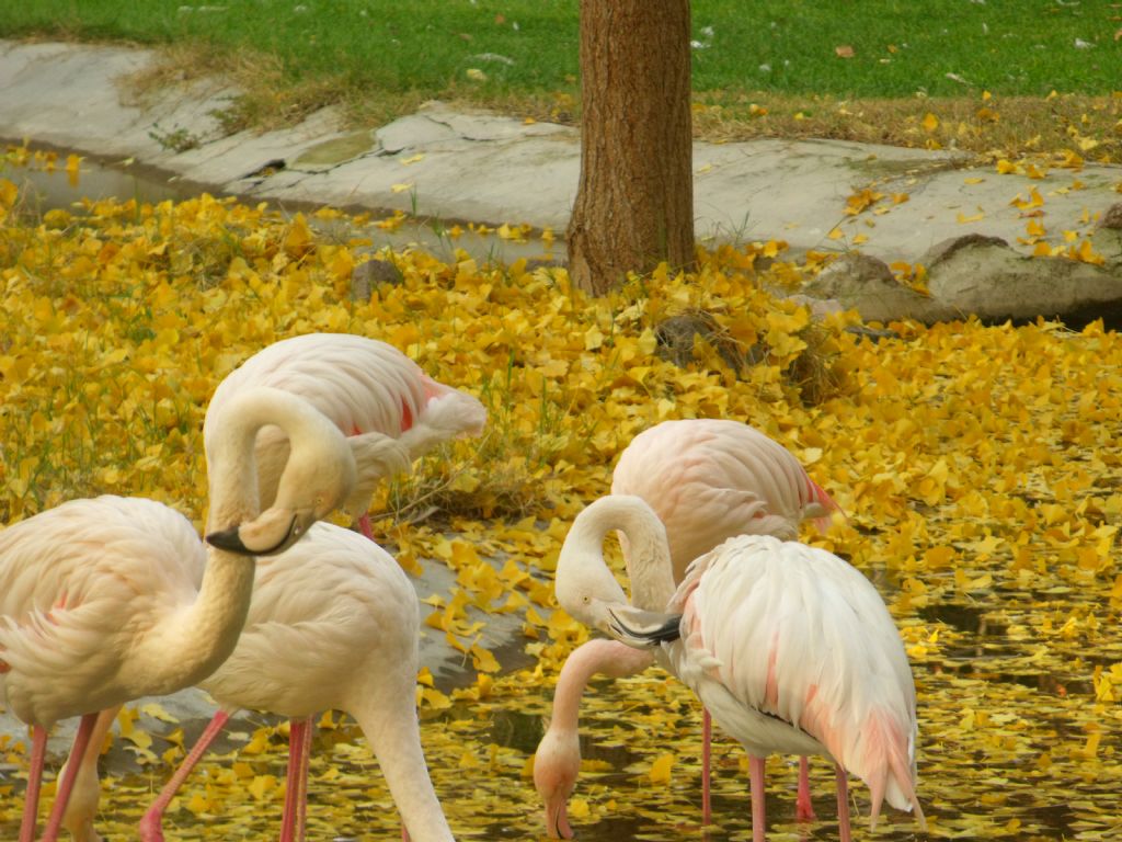 flamingolar