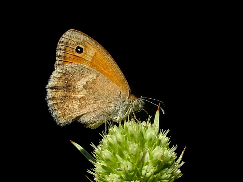 32 - Kk al Perisi (Coenonympha pamphilus)