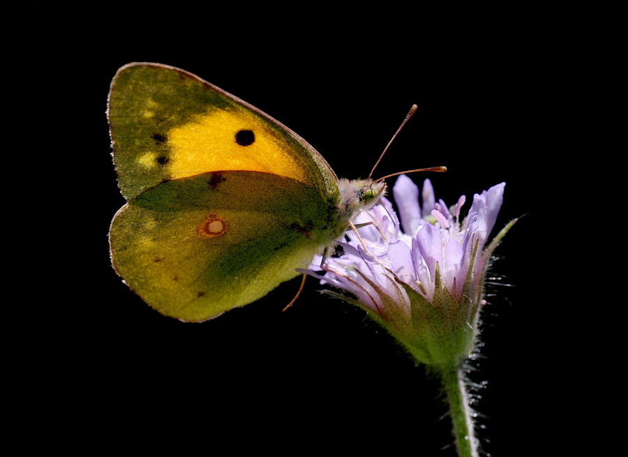 Sar Azamet (Colias croceus)