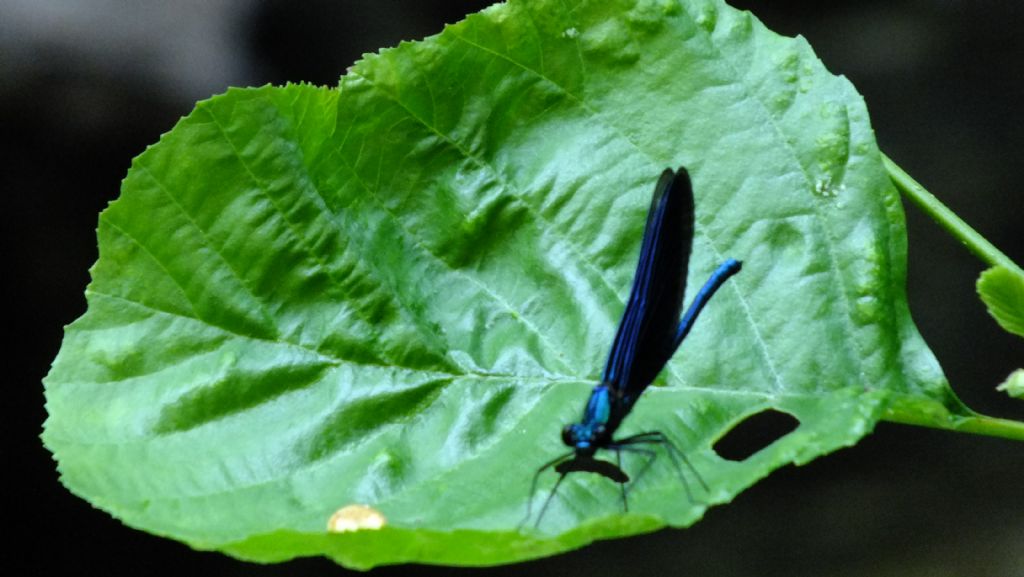 Bent deresi Altnoluk Yusufcuk