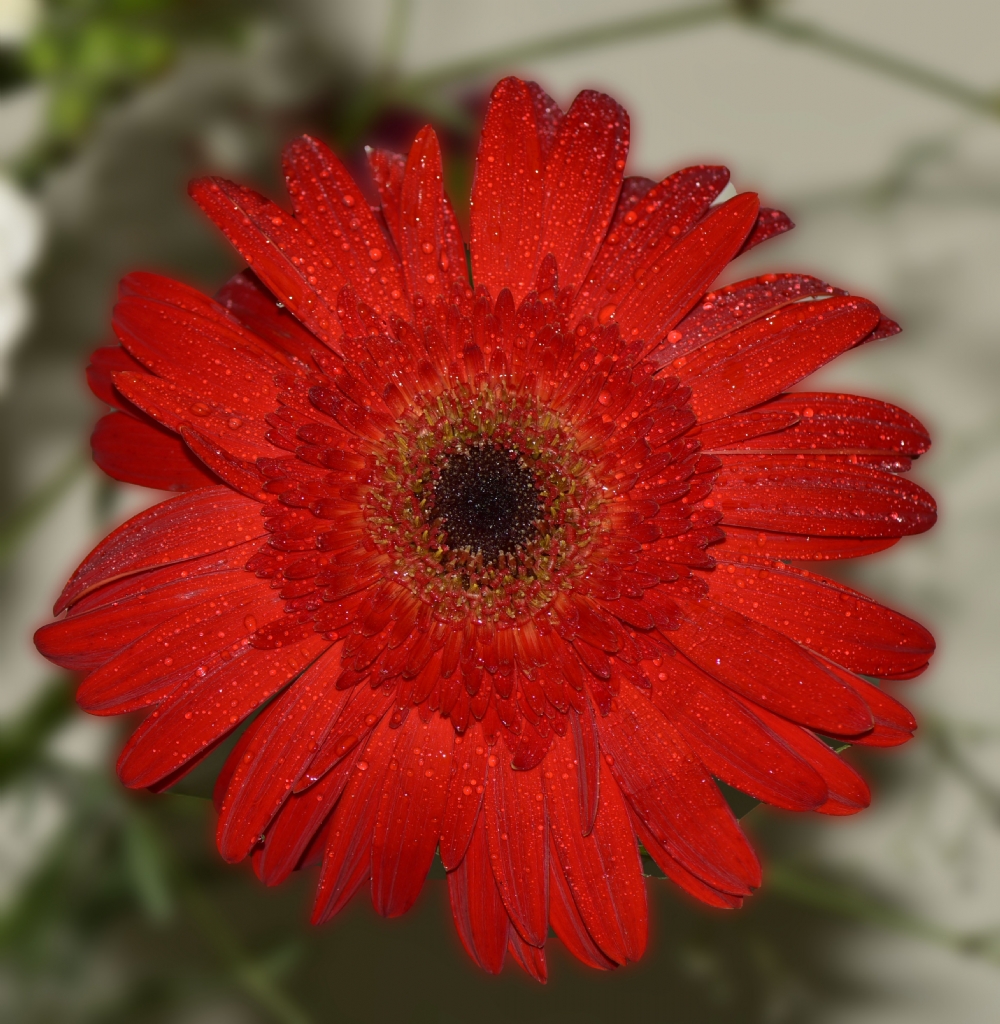 ismini bilmedi�im �i�ek :))