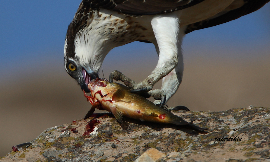 balk kartal / osprey