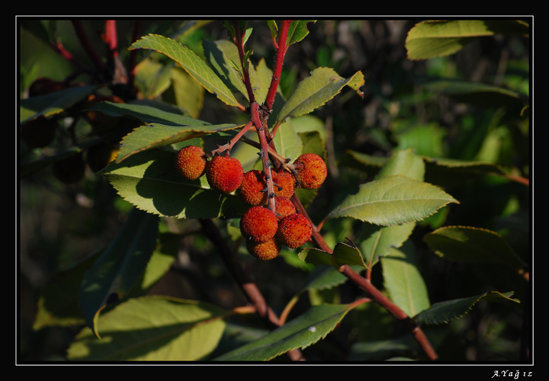 Koca yemi (Arbutus unedo)