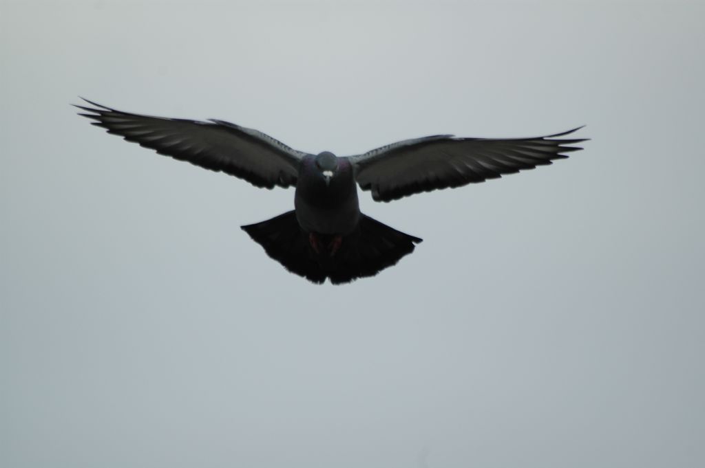 kaya evcil g�vercin