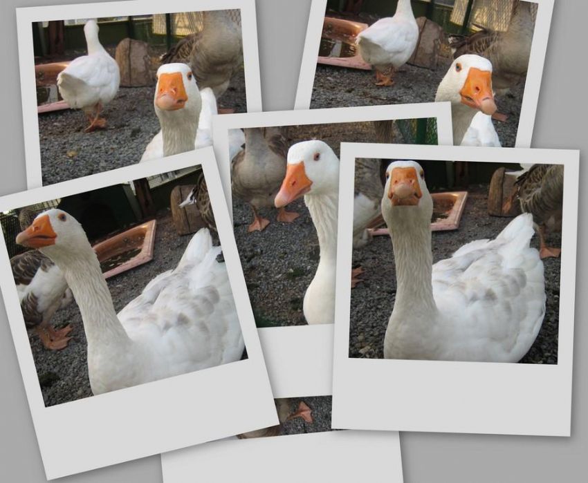 var m bana yan bakan