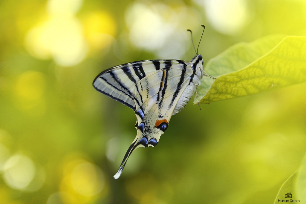 K�rlang�� Kuyruk 