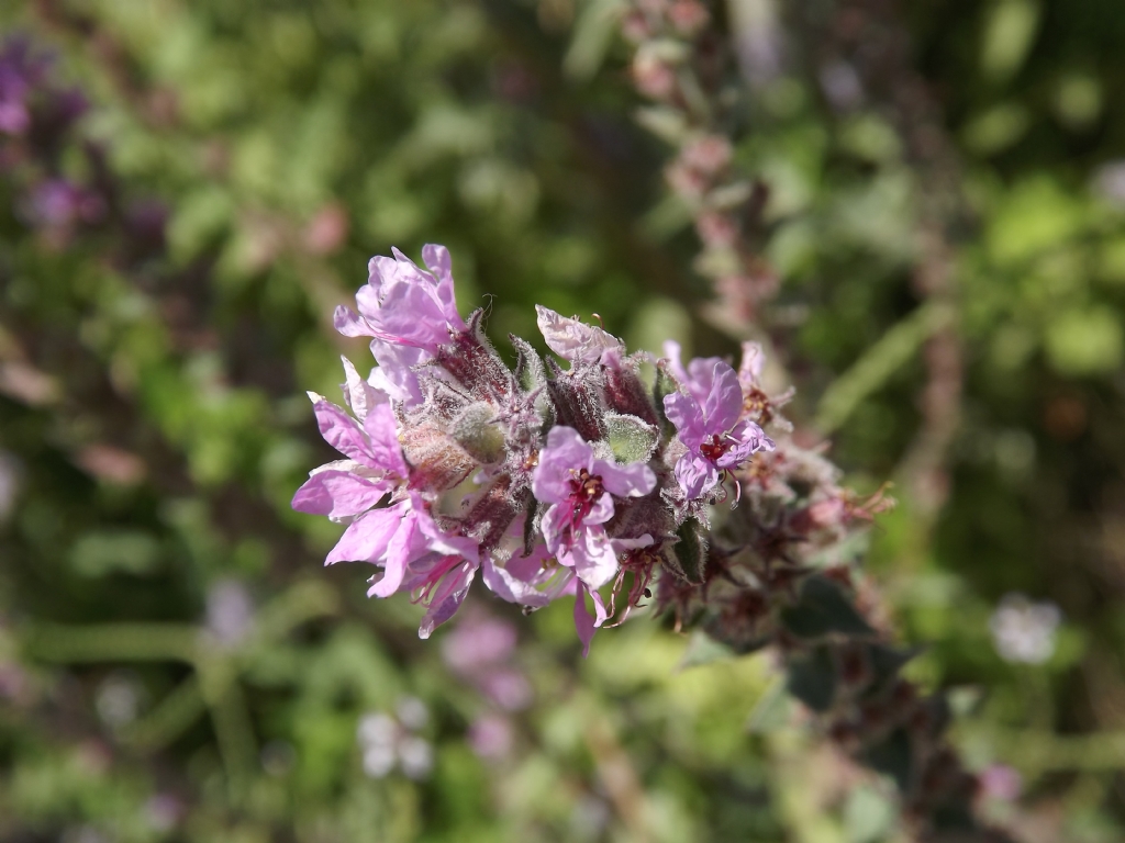 Do�an�n Kusursuzlu�u